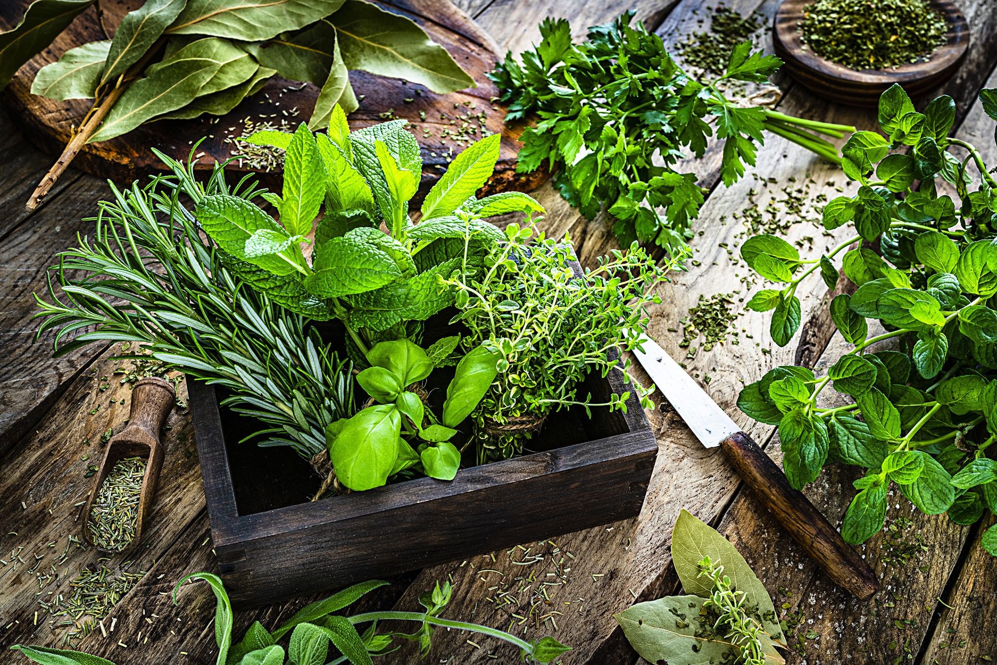 High angle view of a rustic wooden kitchen table with fresh herbs for cooking. The composition includes rosemary, parsley, basil, spearmint, peppermint, bay leaf, sage, oregano and thyme. Predominant colors are green and brown. High resolution 42Mp studio digital capture taken with SONY A7rII and Zeiss Batis 40mm F2.0 CF lens