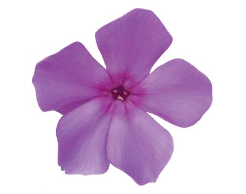 fleur-de-phlox