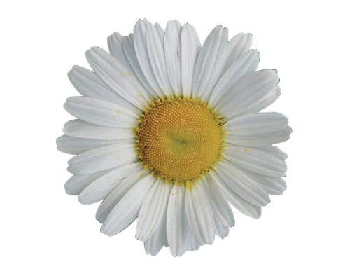 marguerite