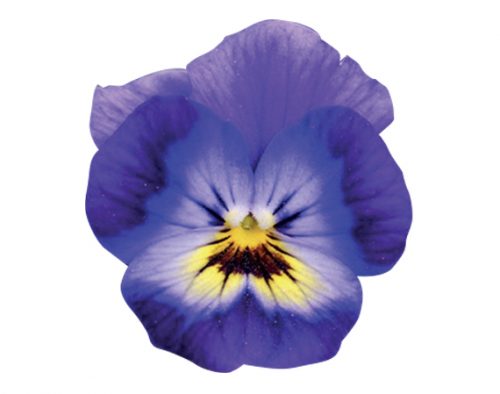 viola